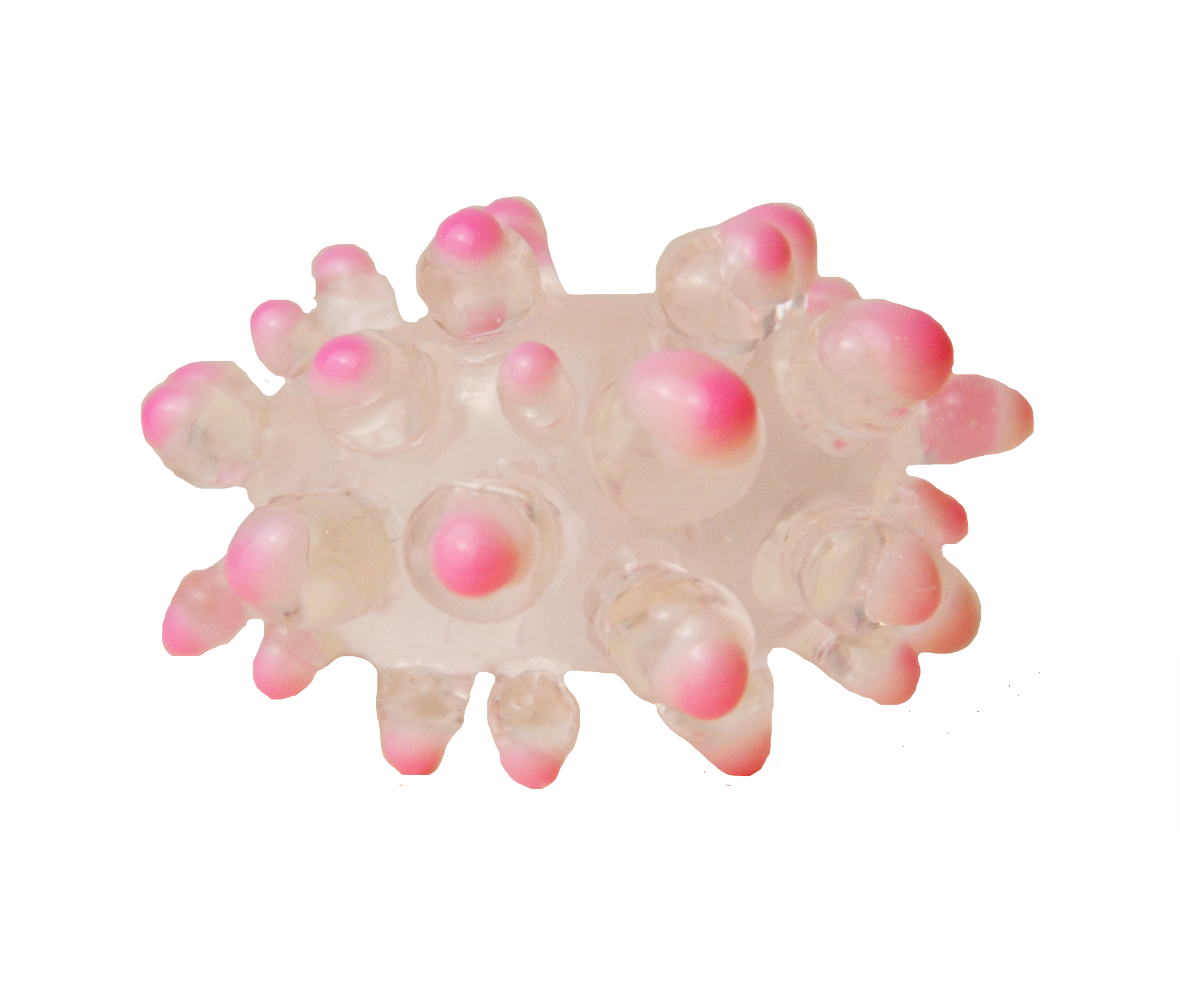 clear pink mollusca