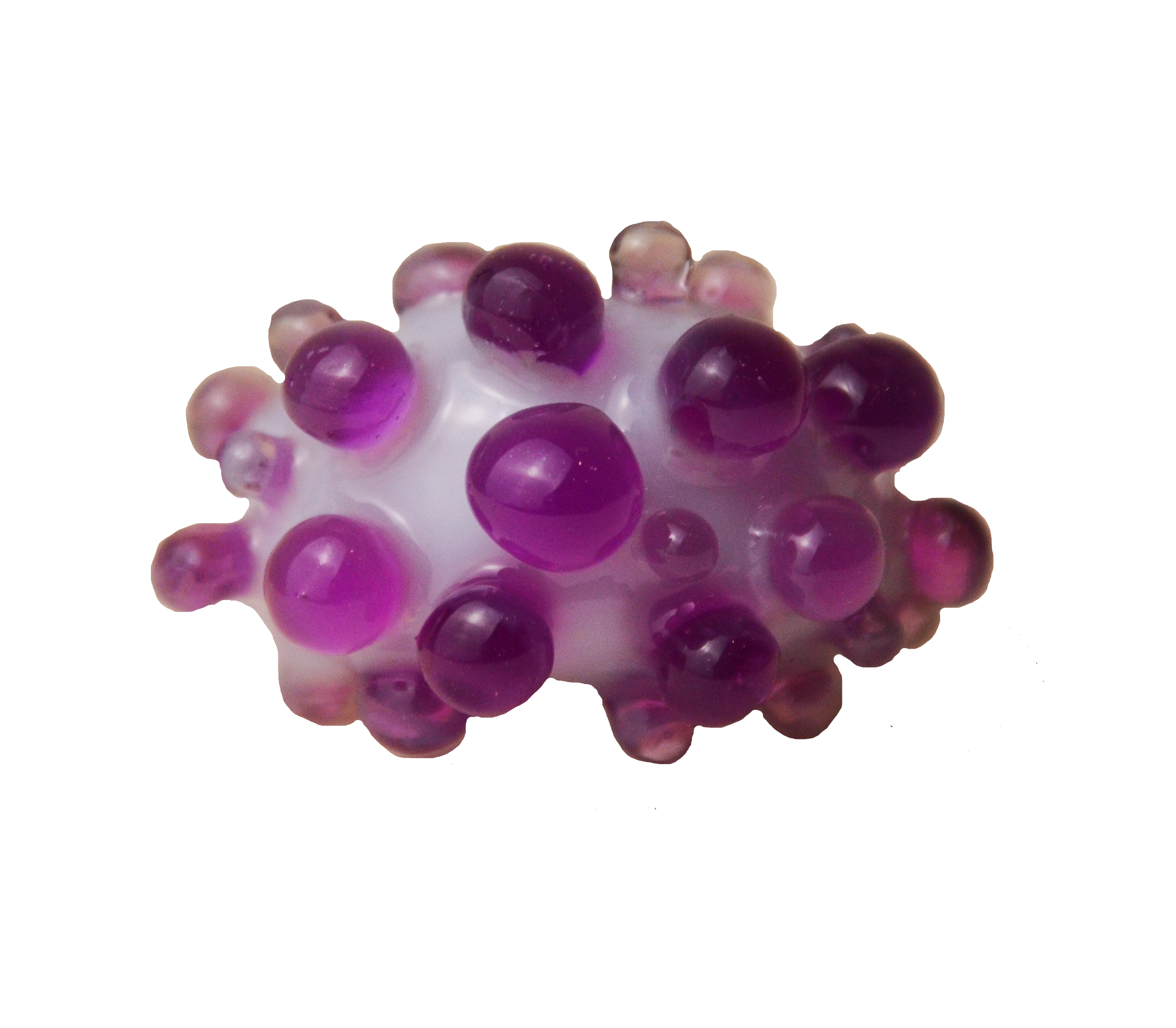 purple mollusca
