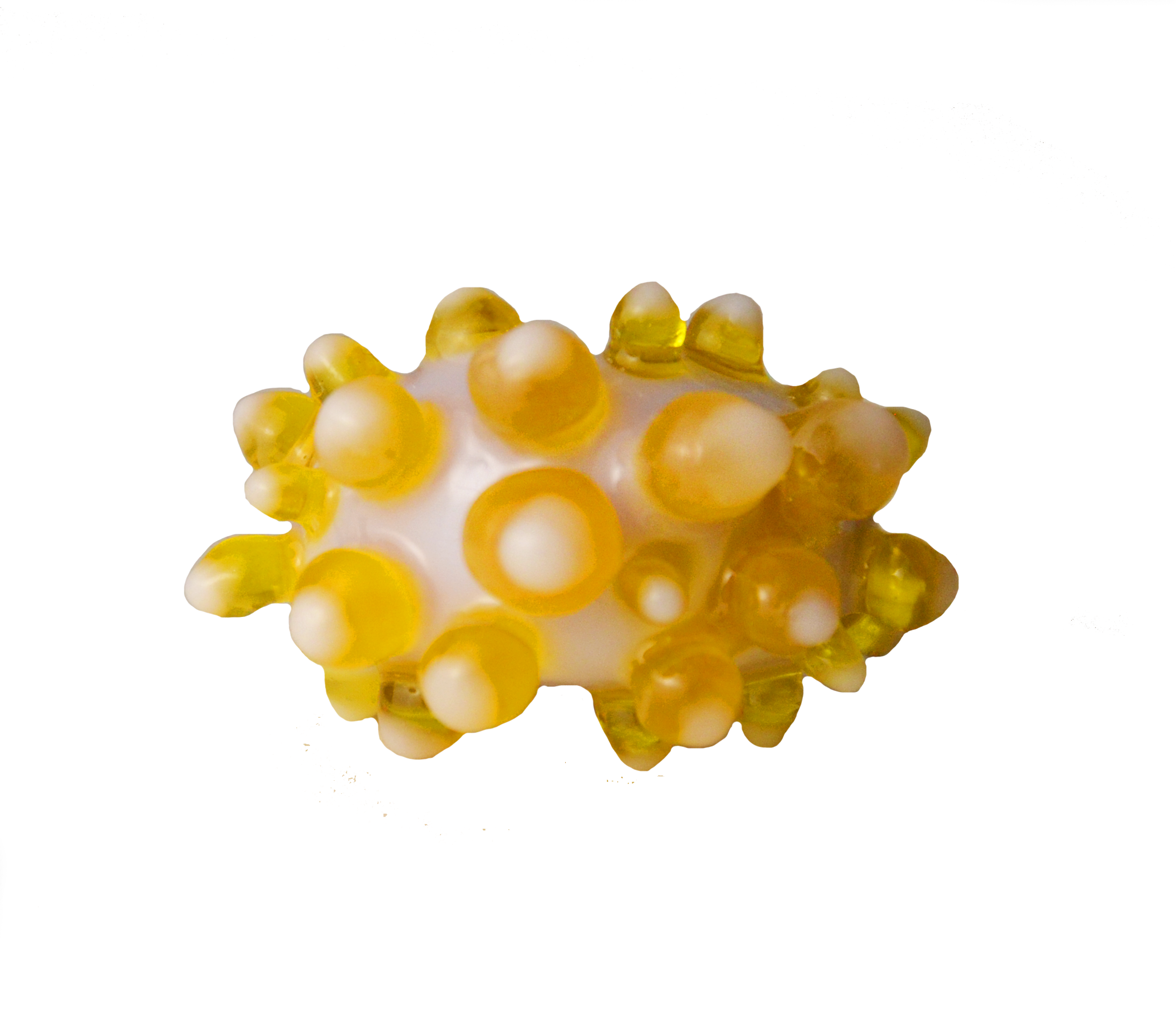 yellow mollusca