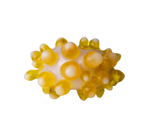 yellow mollusca
